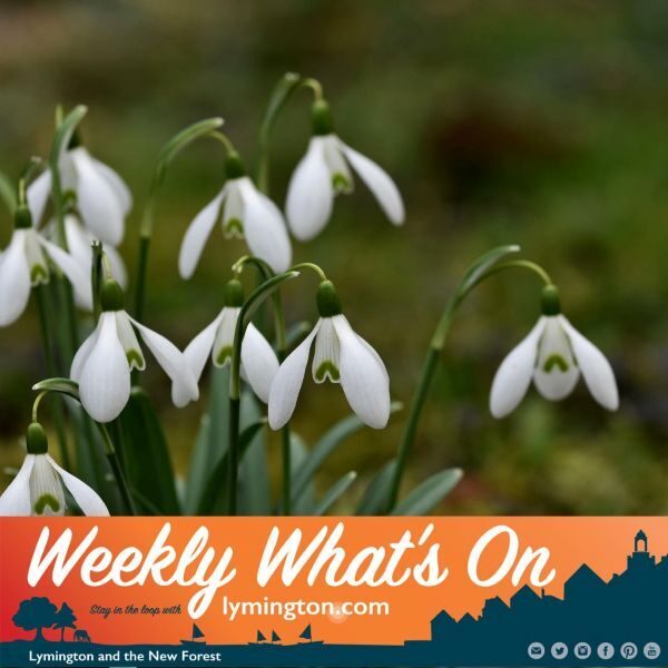 Snowdrops