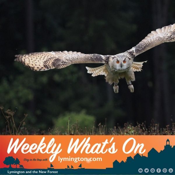 Owl
