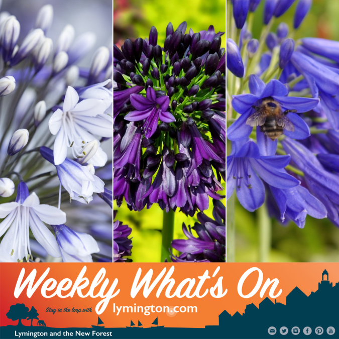 Floral Glory Agapanthus Weekly What's On Lymington.com