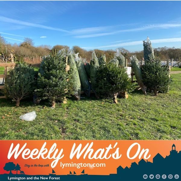 Christmas Trees from Goodalls New Forest Weekly Whats On by Lymington.com