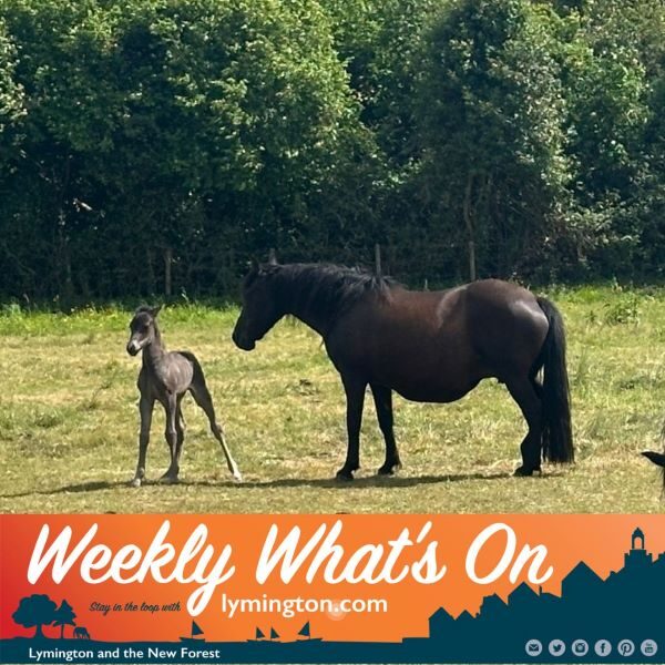 Foal and Mother