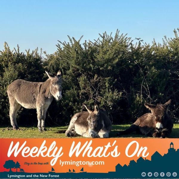 donkeys dozing
