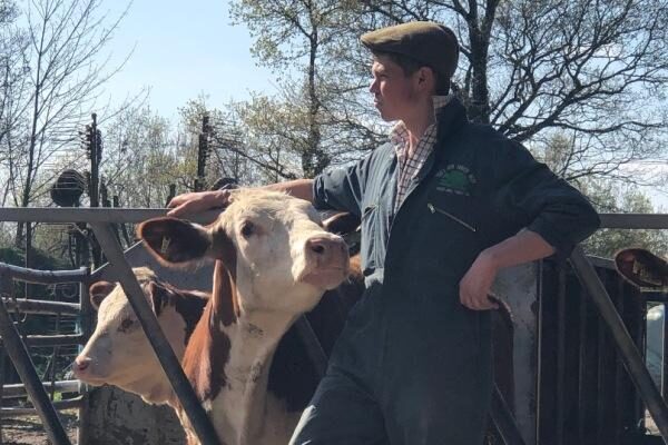 Tom Hordle New Forest farmer and commoner and his cows