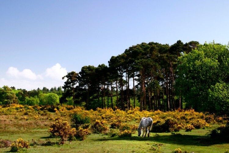 Spring in the New Forest
