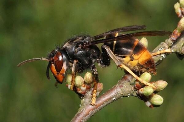 'Bee' on high alert for Asian Hornets in the New Forest area