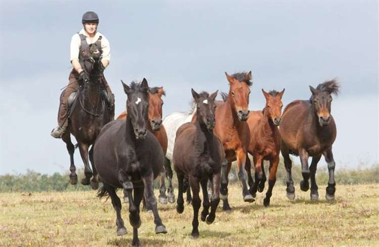 Sally Fear photo of a pony round up in the New Forest