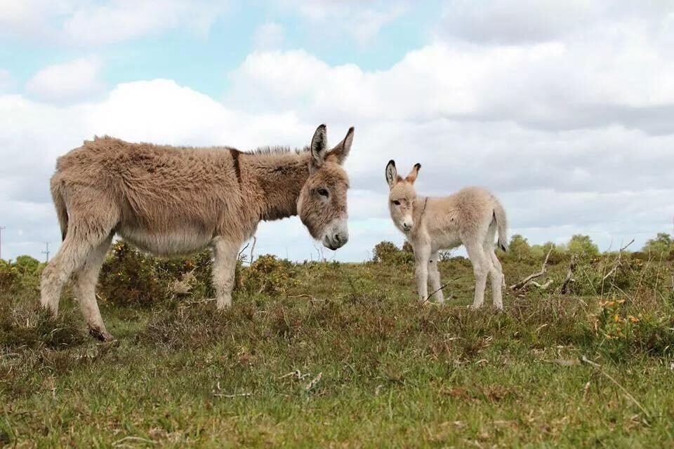 donkey killed on new forest road kill your speed not new forest animals